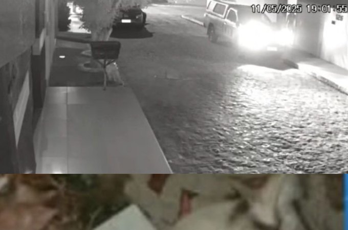 Investigação conclui que gato foi atropelado acidentalmente em Arapiraca; caso inicialmente apontava disparo de arma