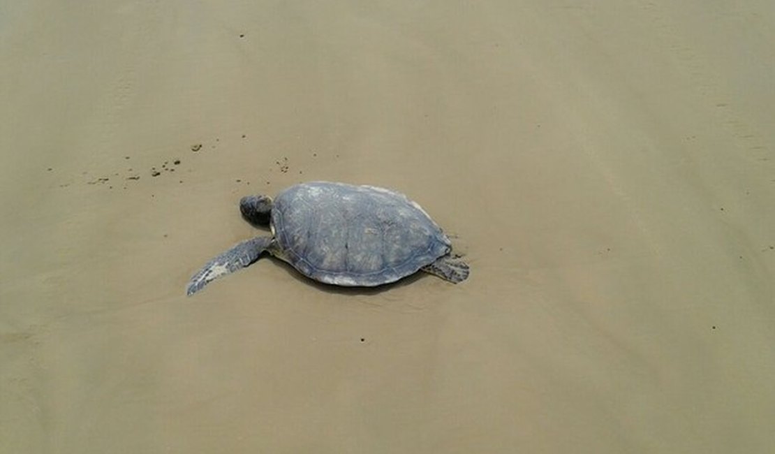 Sete tartarugas são encontradas mortas no Litoral Sul de Alagoas