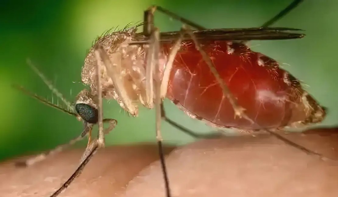Rio confirma mais duas mortes por febre do Oropouche