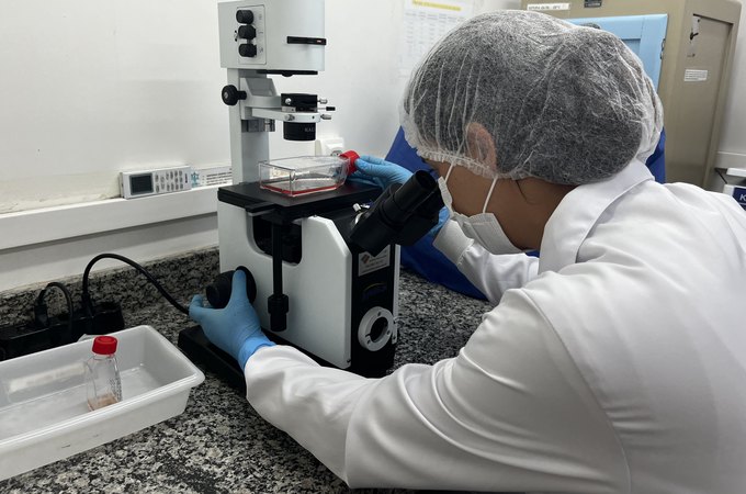 Pesquisa financiada pela Fapeal desvenda a evolução genética do vírus chikungunya em Alagoas
