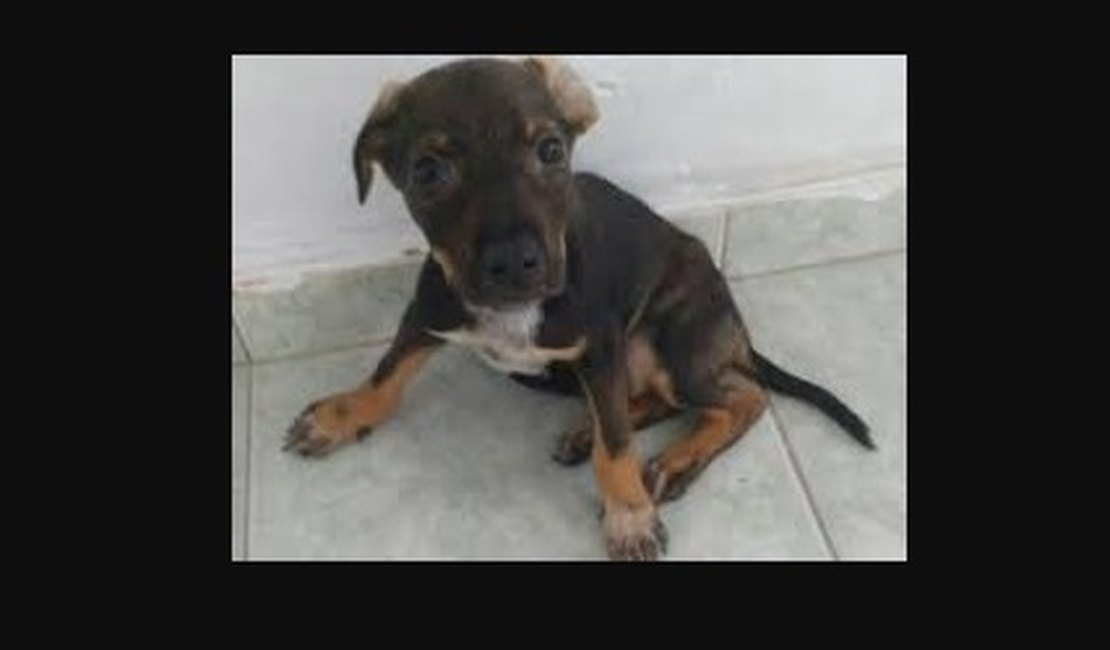 Morre filhote de cachorro colocado em máquina de lavar e jogado em tubulação