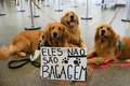 STJ autoriza que companhia aérea recuse transporte de animais de suporte emocional
