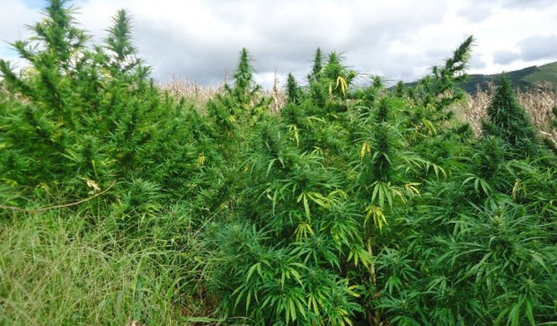 Polícia encontra plantação com dois mil pés de maconha em Mata Grande