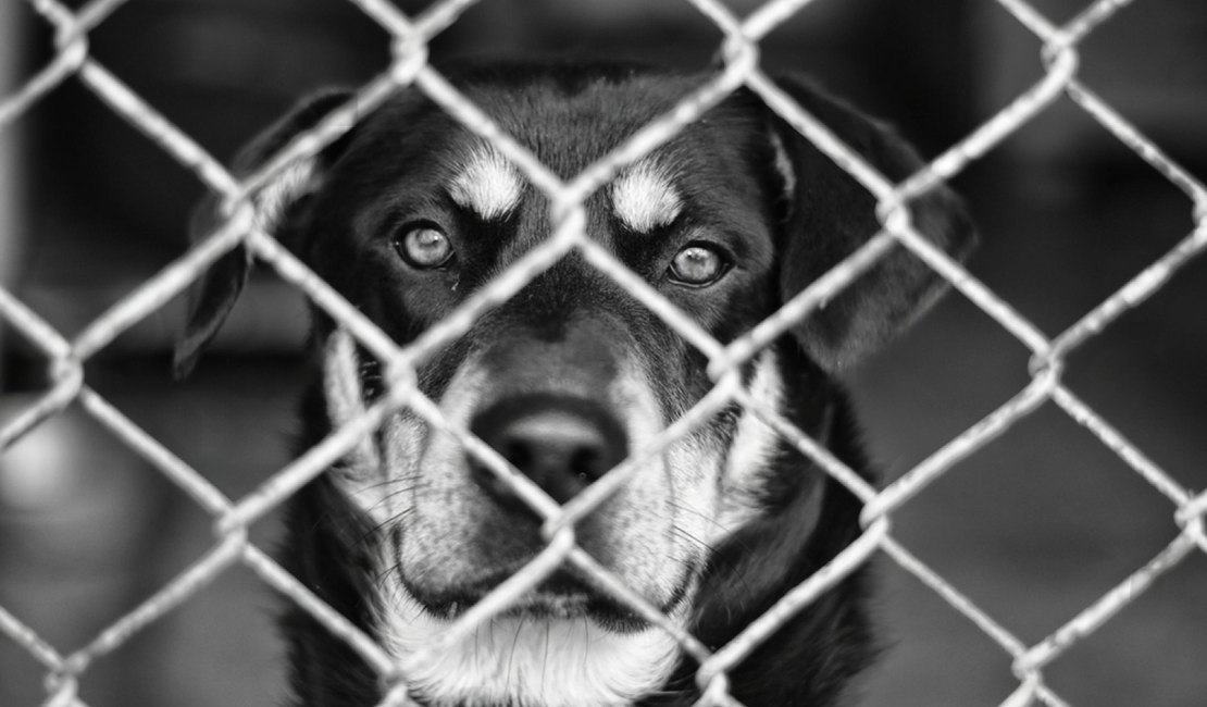 Polícia Civil prende veterinário por maus-tratos a animais em clínica de Maceió