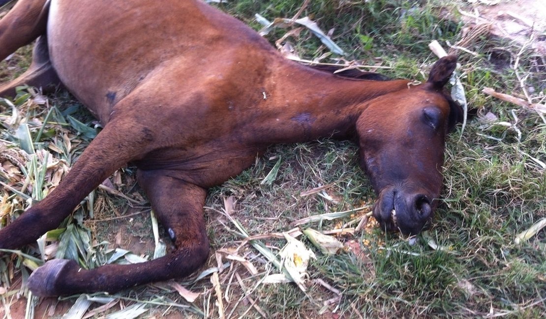 Comissão da OAB denuncia eutanásia em animais de rua, em Maceió