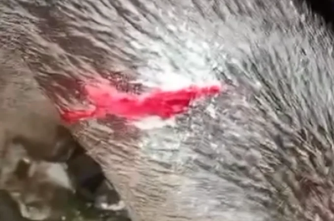 Cadela é atingida com golpes de facão em residencial de Arapiraca
