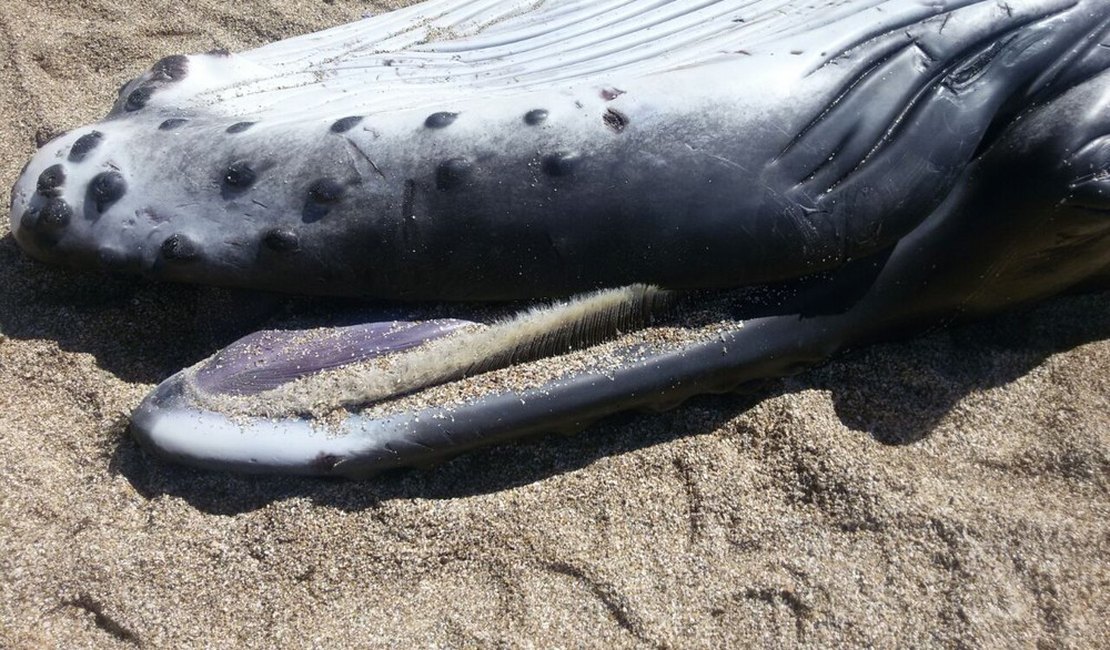 Baleia é achada sem vida em São Miguel dos Milagres, Alagoas