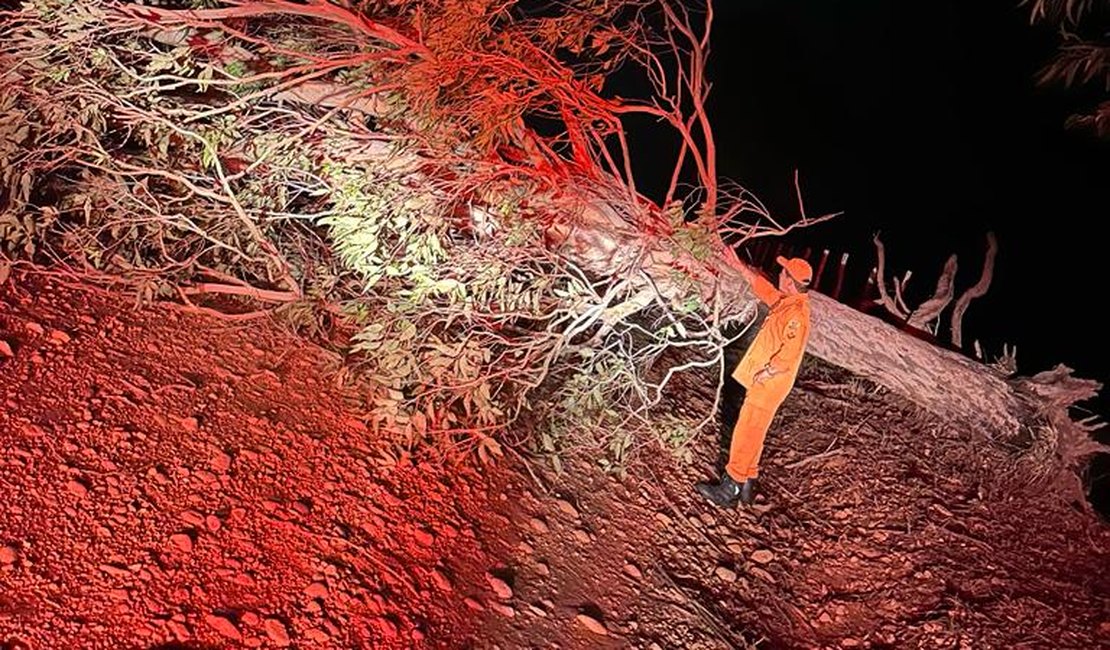 Após forte ventania, árvores caem e obstruem estrada vicinal em Penedo