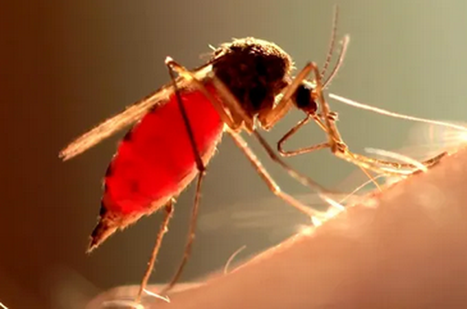 Como mosquitos machos atacam fêmeas e evitam armadilhas