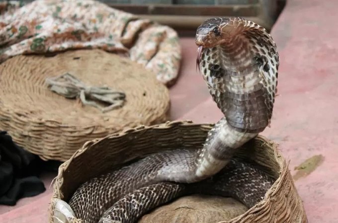 Menino de dois anos morde e mata cobra venenosa após ser atacado em casa