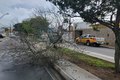Após fortes chuvas, árvore cai em avenida de Arapiraca e interdita parte de via