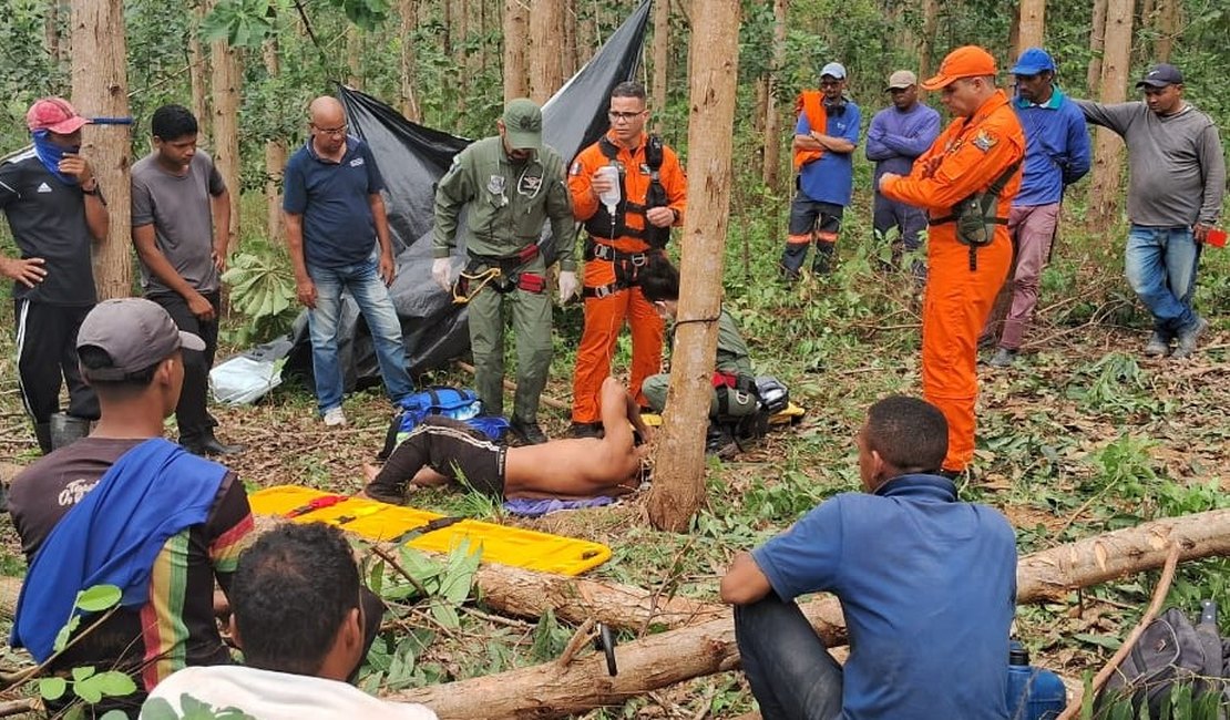 Árvore de eucalipto cai e trabalhador fica ferido no interior de Alagoas