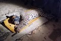 Onça que matou caseiro no pantanal é capturada