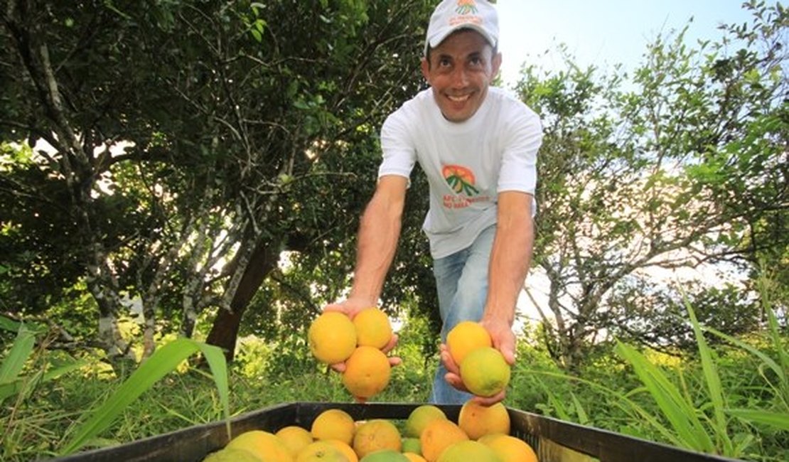 Produção de laranja lima orgânica muda cenário em Alagoas