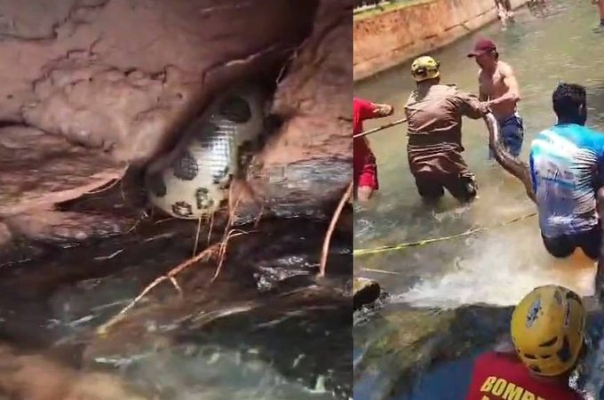 Bombeiros capturam sucuri de 5 metros em balneário em Goiás