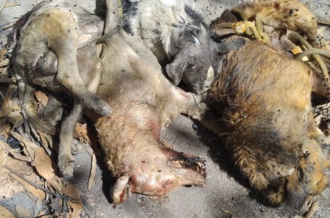 Polícia Civil identifica motorista que atropelou e matou quatro cachorros em Maceió