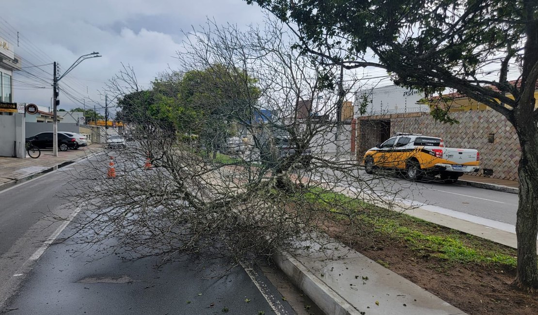 Após fortes chuvas, árvore cai em avenida de Arapiraca e interdita parte de via