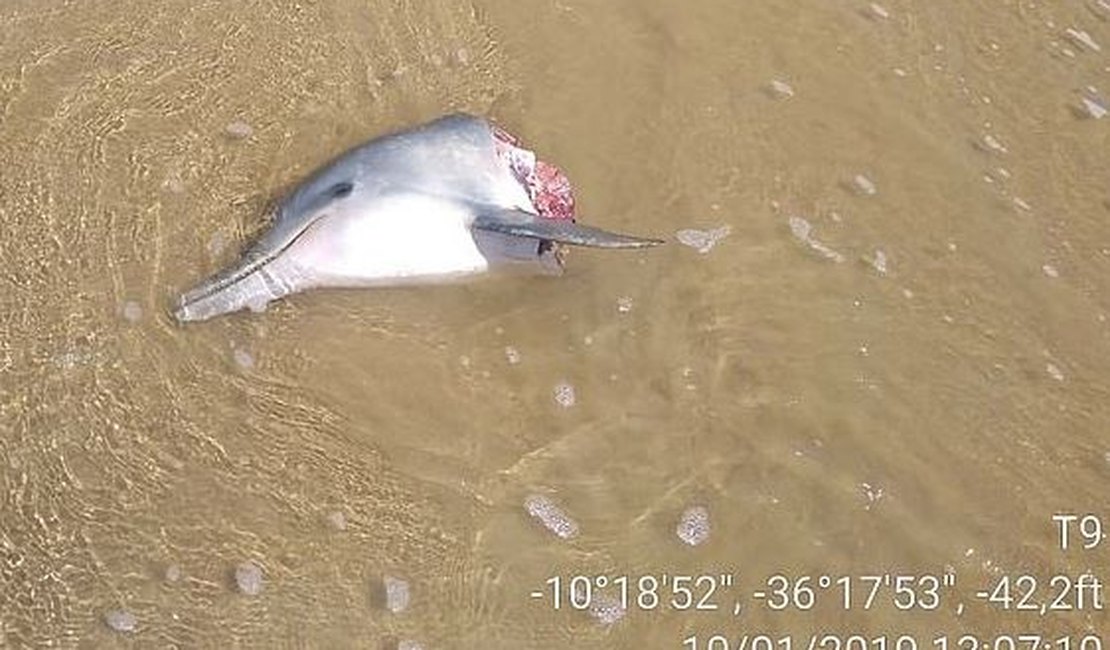 Golfinho é encontrado cortado em várias partes na Praia de Feliz Deserto