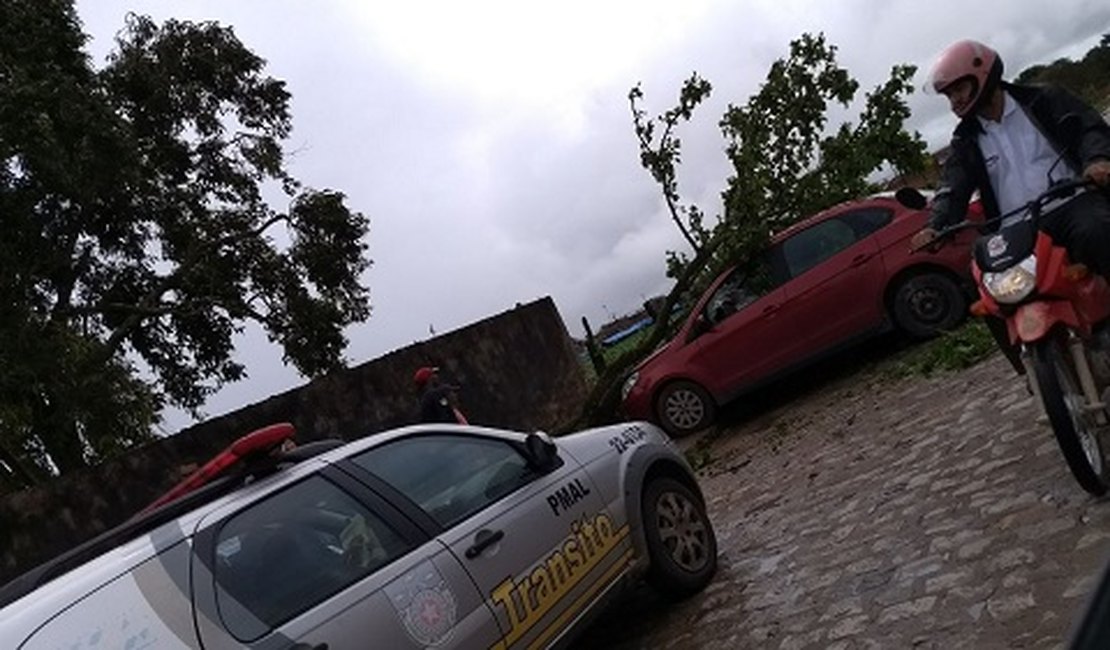 Galho de árvore despenca e atinge veículo em Arapiraca