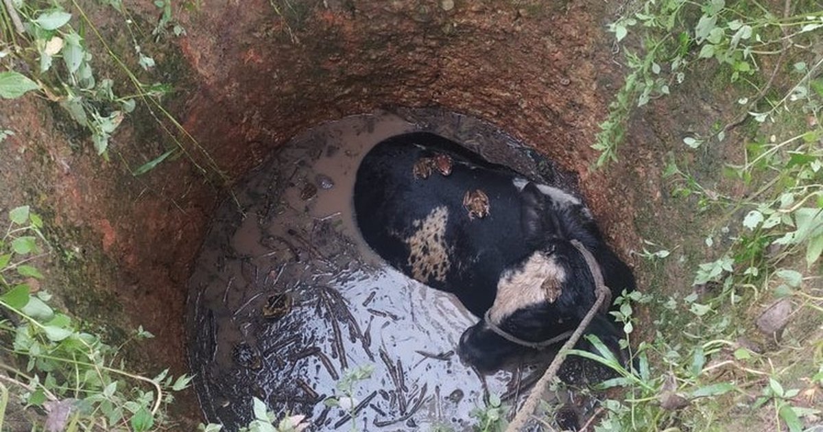 Corpo de Bombeiros resgata bezerro que caiu em poço de 3 metros na