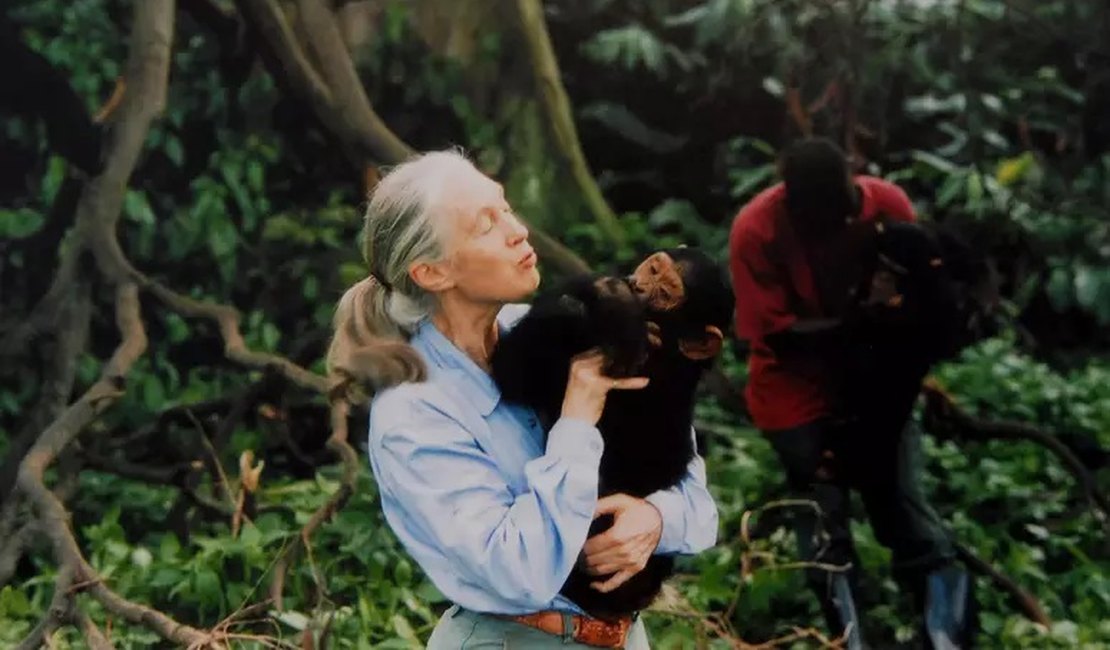Morre Jane Goodall, cientista que revolucionou o estudo sobre os chimpanzés
