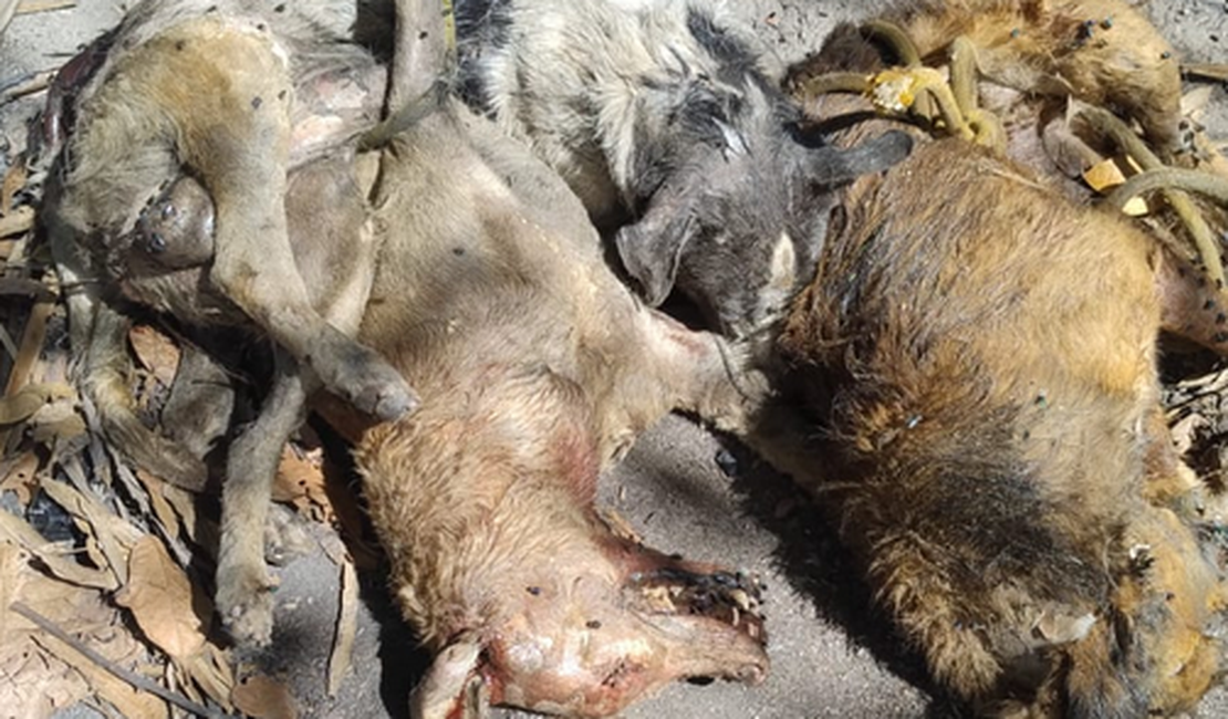 Polícia Civil identifica motorista que atropelou e matou quatro cachorros em Maceió