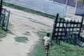 Em vídeo com repercussão nacional, menino salva primo de 5 anos de manada de bois, em Palmeira dos Índios; assista