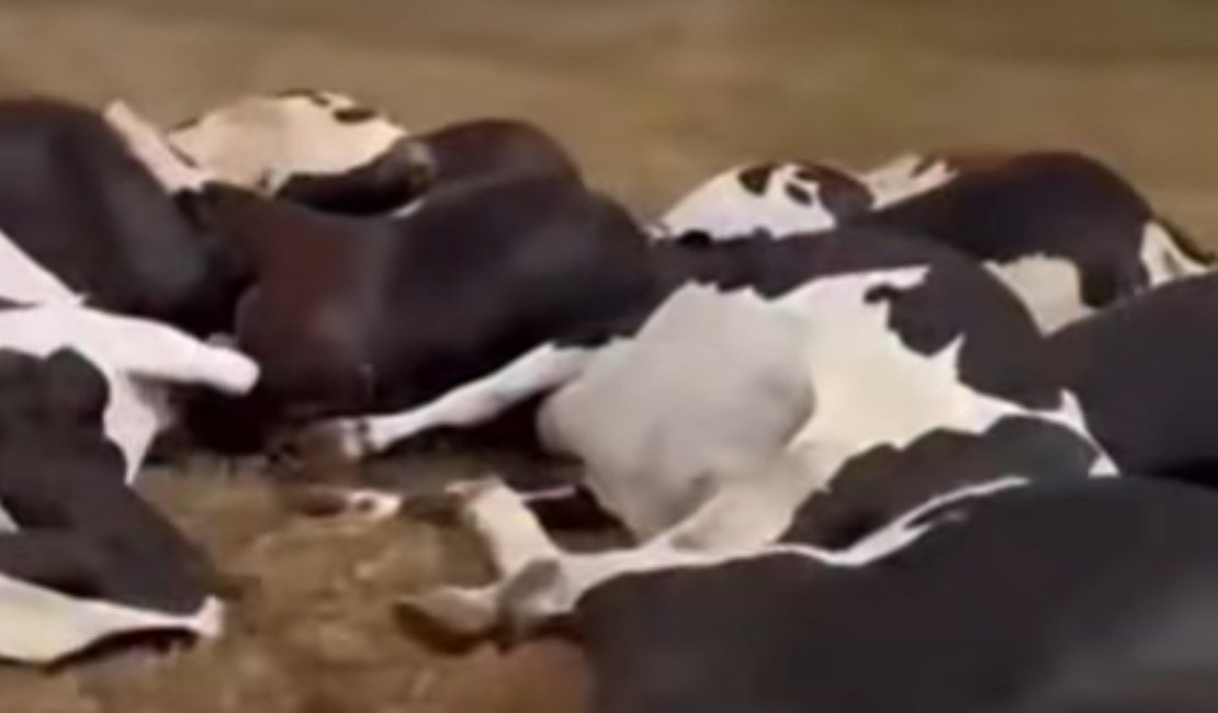 Acidente com fio de alta tensão provoca morte de vacas e causa prejuízo de R$ 300 mil em fazenda alagoana