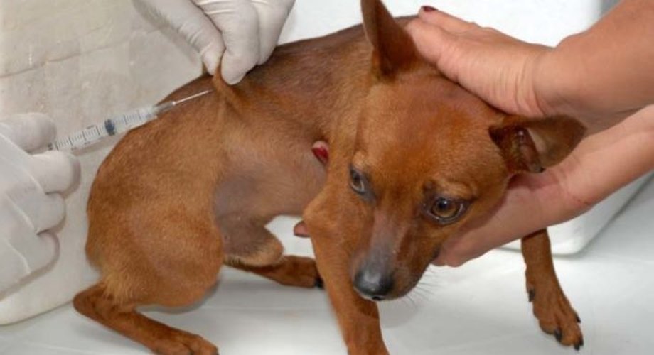 Prefeitura de Maribondo vacina cães e gatos contra a raiva, mas adesão ainda é baixa
