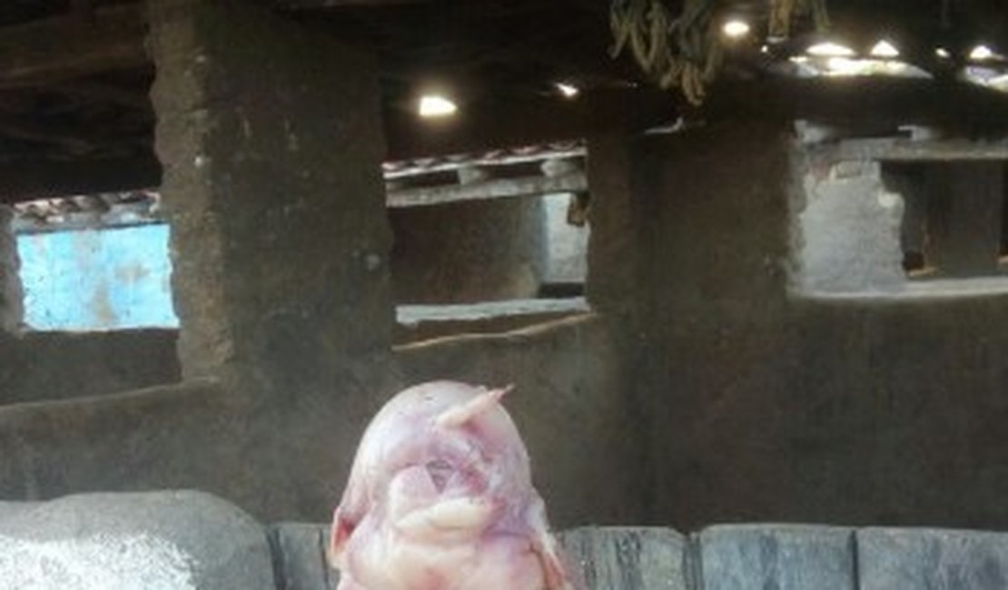 Porco com “feições humanas” nasce em Jaramataia