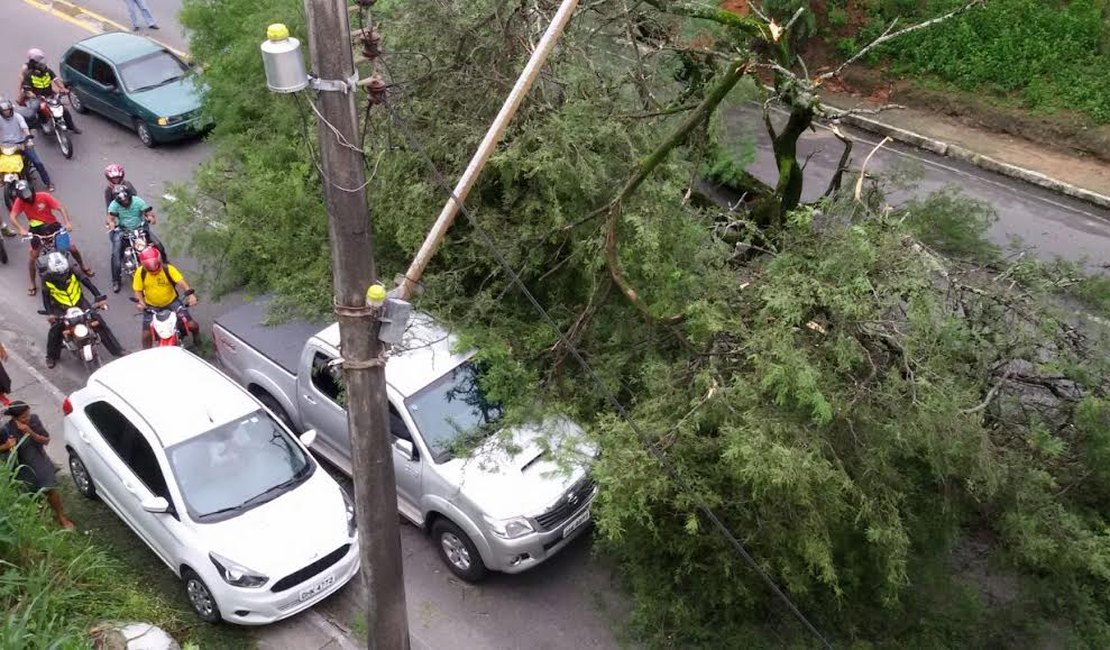 Após chuvas fortes, árvore tomba e atinge três veículos em Maceió