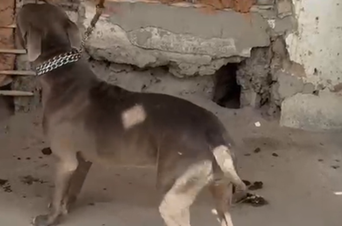 Três cães vítimas de maus-tratos são resgatados em Dois Riachos; um dos animais dormia sobre as próprias fezes