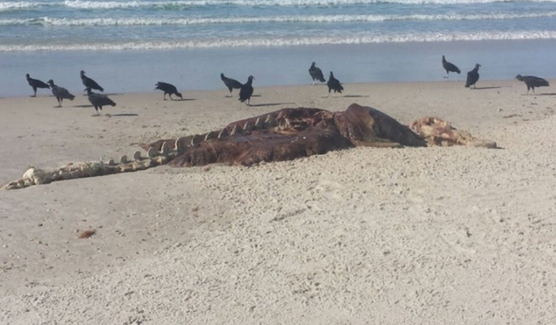 Jacaré é encontrado morto nas areias da praia do Sobral