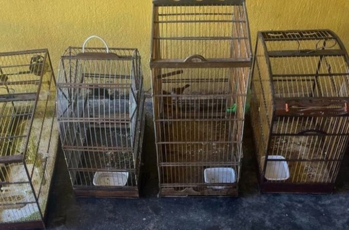 BPA resgata sete aves silvestres que estavam em gaiolas e apreende espingarda, em Arapiraca