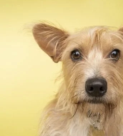 Presidente sanciona lei que proíbe sacrifício de cães e gatos saudáveis