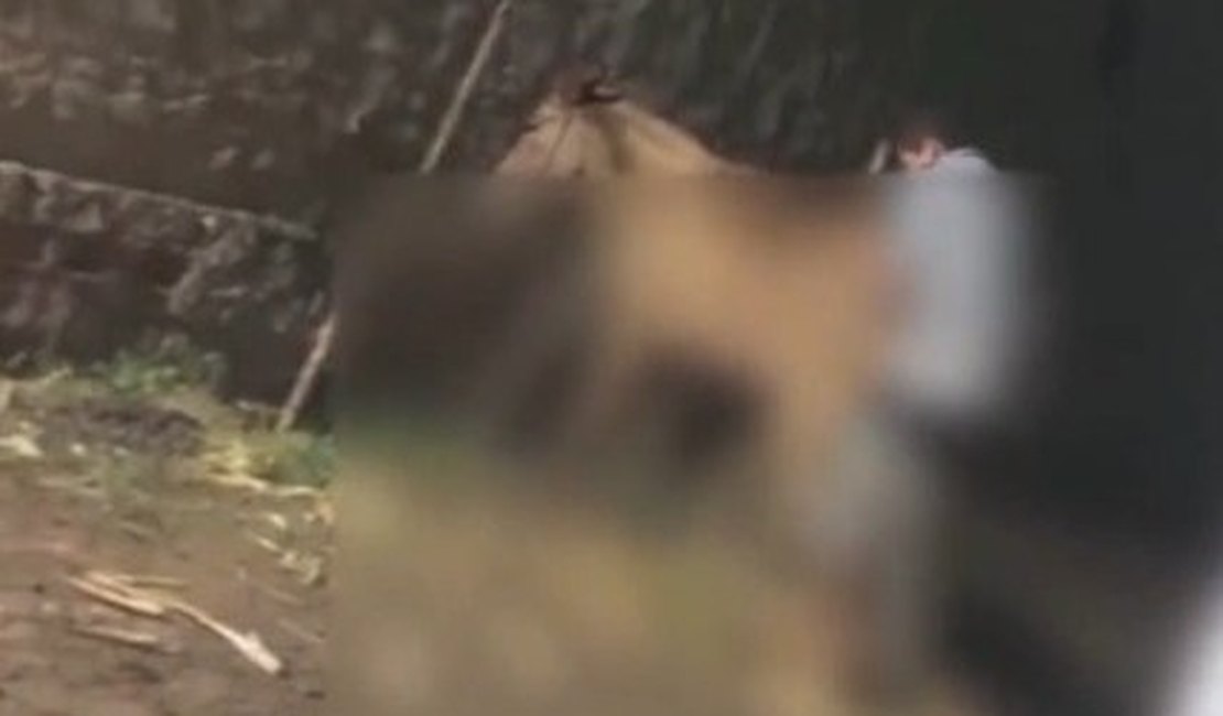 Homem é flagrado praticando ato sexual com jumenta e PC investiga o caso