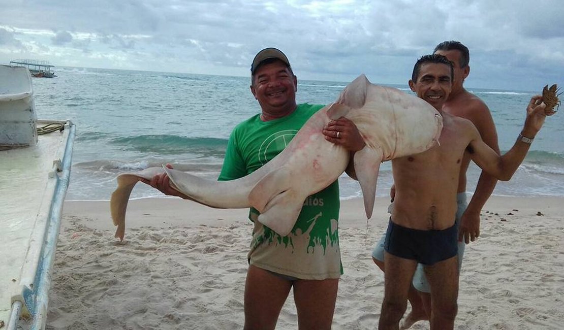 Tubarão é capturado por pescador no mar do Francês em Marechal Deodoro