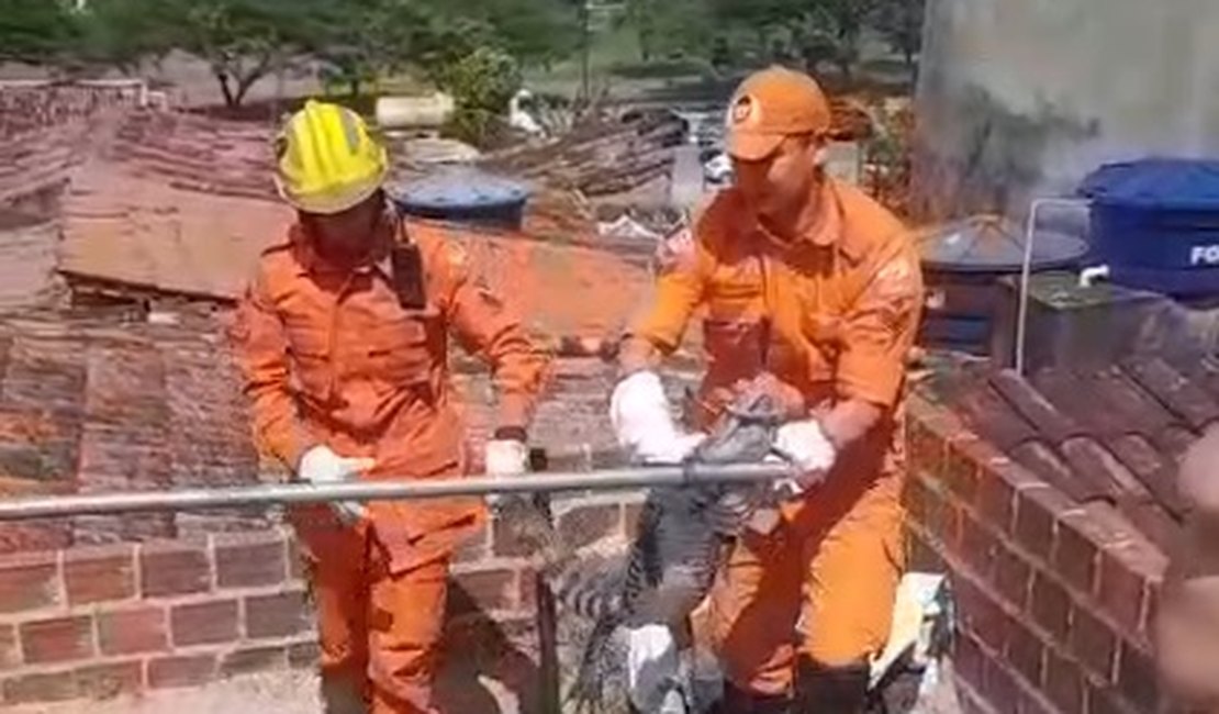 Jacaré é resgatado de laje de residência em Arapiraca