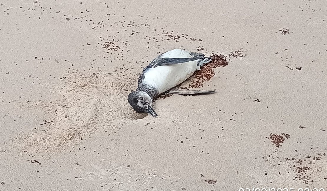Mais um pinguim é encontrado morto no litoral alagoano