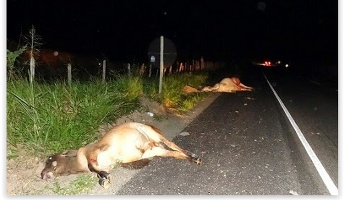 Motorista embriagado atinge rebanho de gado em Arapiraca