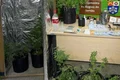 PM encontra estufa artesanal de maconha em residência e prende jovem de 24 anos, em Delmiro