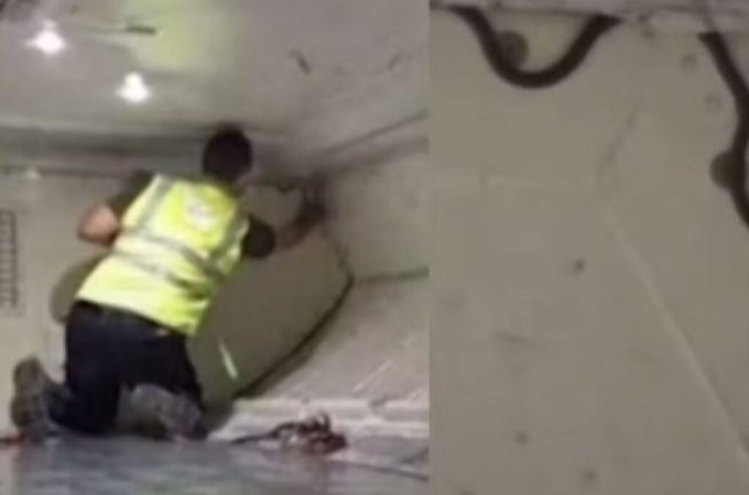 Cobra é encontrada em avião, assusta passageiros e atrasa voo