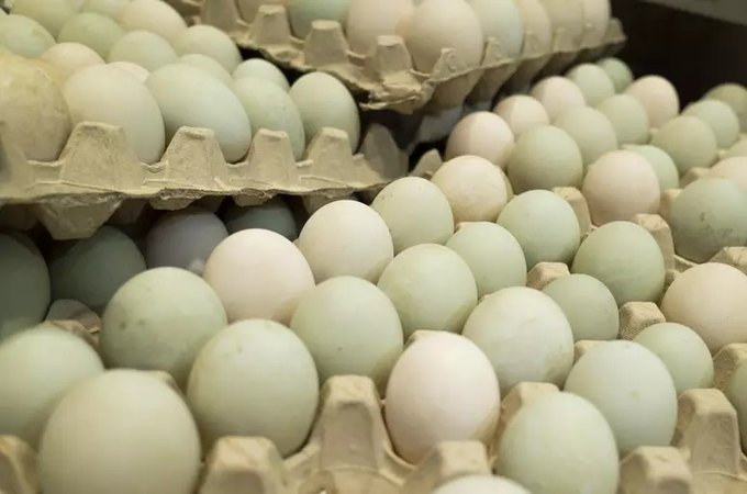Gripe aviária: ministério rastreia e manda destruir ovos para incubação vindos de granja infectada