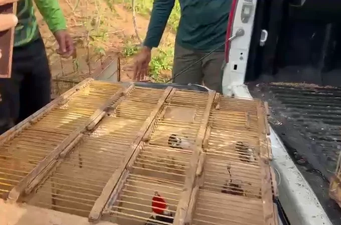 Vinte e seis animais silvestres são resgatados de maus-tratos em feira de Palmeira dos Índios