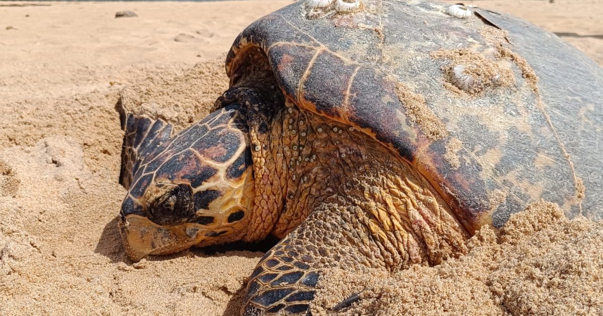 Vídeo mostra tartaruga de pente desovando na Praia de Jacarecica em