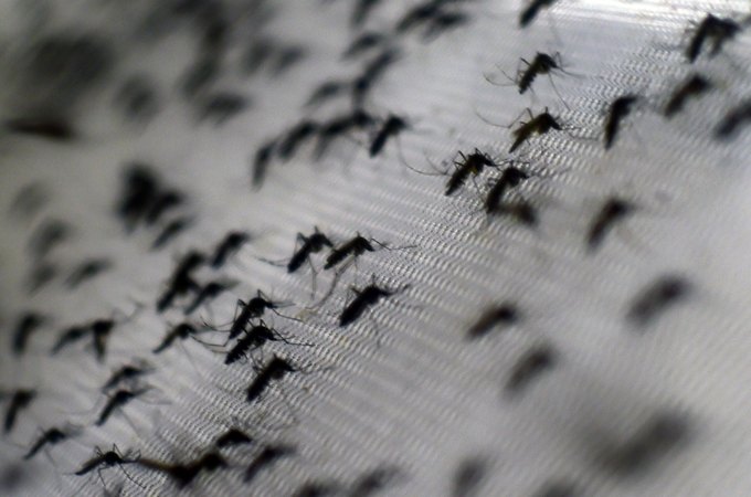 Colômbia registra 3.100 grávidas com Zika e nenhum caso de microcefalia