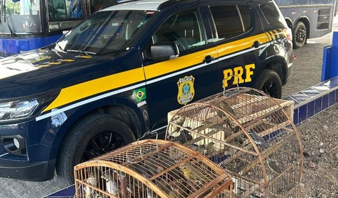 PRF resgata 97 aves vítimas de maus-tratos em ônibus clandestino no interior de Alagoas