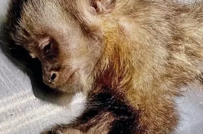 Macaquinha que levou tiro de chumbinho no RJ morre durante cirurgia