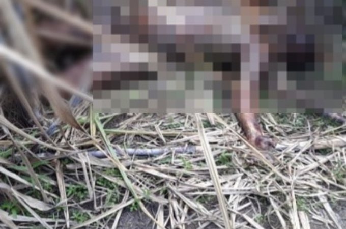 Corpo em estado de decomposição é encontrado em canavial próximo a Coruripe