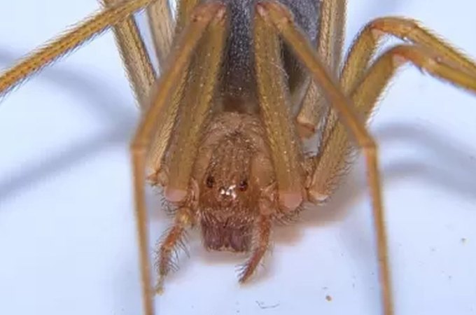 Turista britânica sofre infecção grave após picada de aranha venenosa